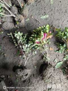 高度30厘米夏鹃