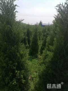 高度180厘米蜀桧