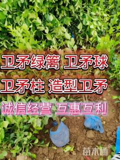 冠幅120厘米卫矛球