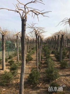 120公分金枝龙爪槐