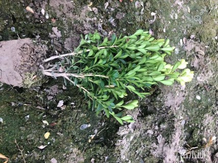高度35厘米瓜子黄杨