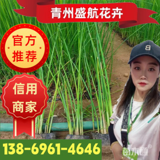 高度45厘米水葱