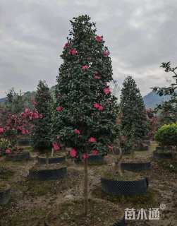 高度200厘米茶梅