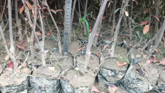 0.5公分紫叶矮樱