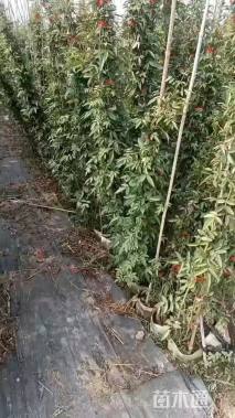 150厘米藤本月季