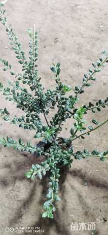 高度45厘米龟甲冬青小苗