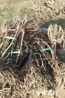 高度55厘米牡丹