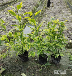 高度45厘米金叶假连翘