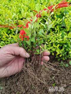 高度10厘米金叶水蜡