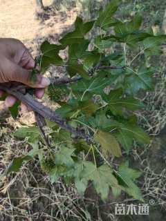 12公分北美枫香