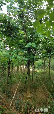 高度350厘米紫荆