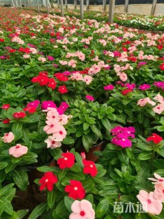 高度20厘米长春花