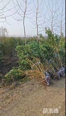 高度250厘米丛生大叶女贞