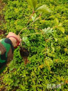 主蔓长50厘米五叶地锦