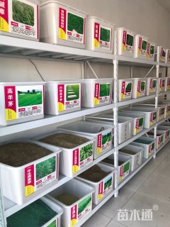 种籽花菱草种子