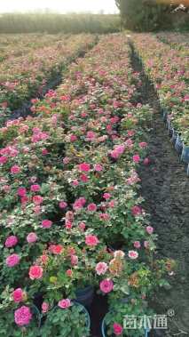 高度50厘米欧洲月季