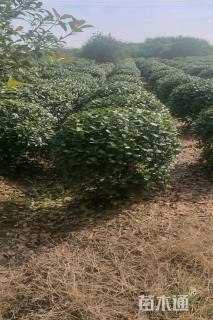 冠幅100厘米无刺枸骨球