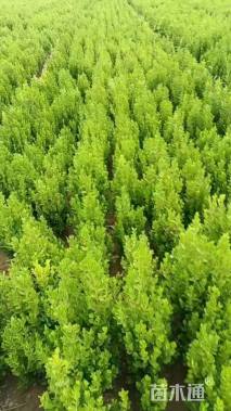 高度40厘米瓜子黄杨