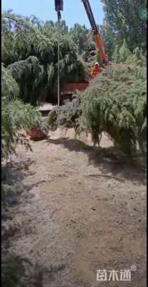 高度600厘米雪松