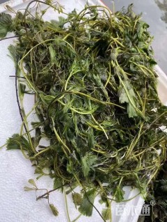 高度50厘米水禾