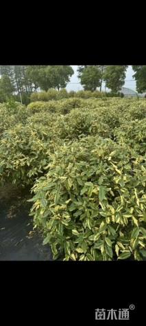 冠幅60厘米金边胡颓子球