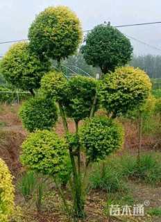 10公分造型亮晶女贞