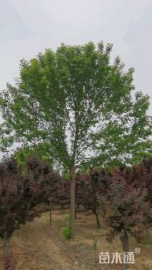 15公分绿叶复叶槭