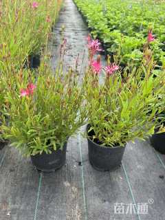 高度30厘米千鸟花