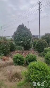 10公分红叶石楠