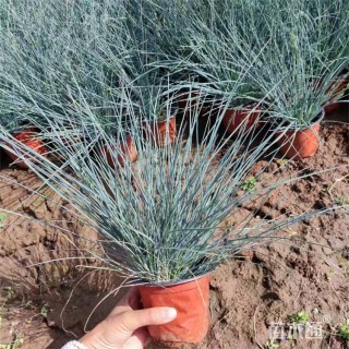容器苗蓝羊茅