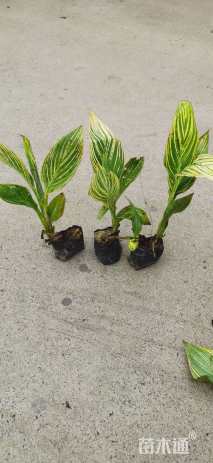 高度30厘米花叶美人蕉