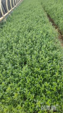 高度30厘米小叶栀子