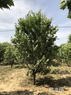 15公分八棱海棠