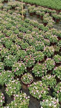 高度25厘米夏堇