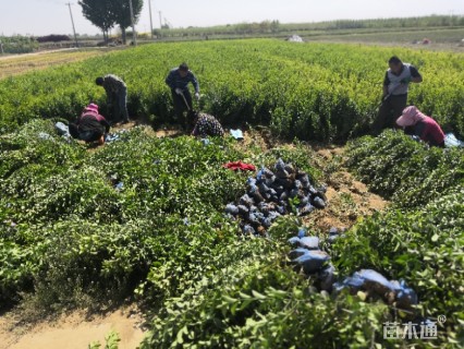 高度50厘米胶东卫矛