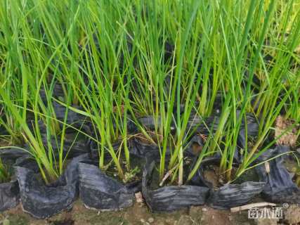 高度40厘米水葱