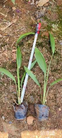 裸干高30厘米蒲葵