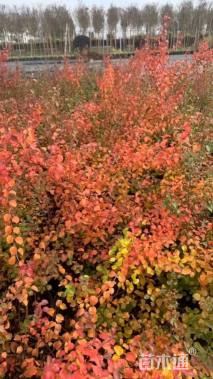 高度80厘米喷雪花