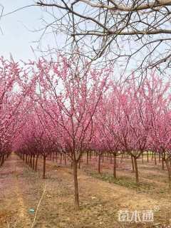 高度250厘米蜡梅