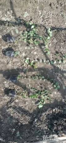 高度40厘米花叶蔓长春