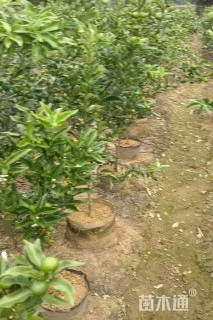 高度80厘米金桔