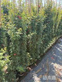 150厘米藤本月季