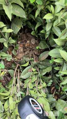 高度35厘米四季桂小苗