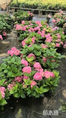 高度40厘米无尽夏绣球