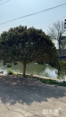 高度380厘米小叶黄杨