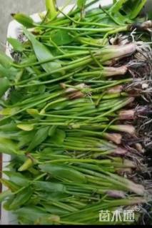 高度50厘米慈姑