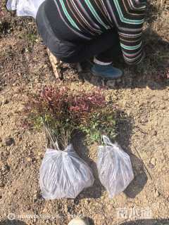 高度30厘米南天竹小苗