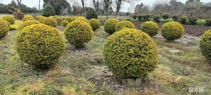 冠幅130厘米亮晶女贞球