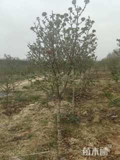 高度180厘米中华木绣球