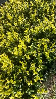 高度15厘米金森女贞小苗